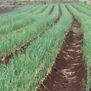 rows of onion plants with a drip irrigation system installed along the beds