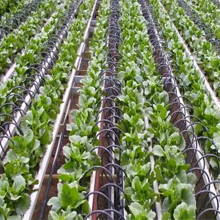 rows of plants in a greenhouse with a drip irrigation kit installed, ensuring efficient watering