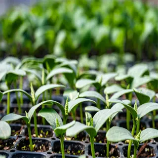 rows of seedling trays filled with young plants, showing fresh green growth