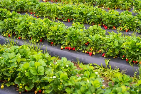 rows of strawberry plants growing in a garden bed, featuring ripe red berries and green fruits on black plastic mulch