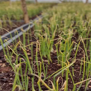 rows of stunted plant growth showing signs of overwatering