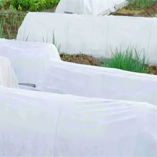 rows of white frost blankets covering plants in a garden