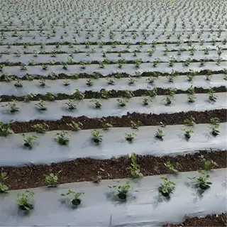 rows of young plants covered with plastic mulch in a field