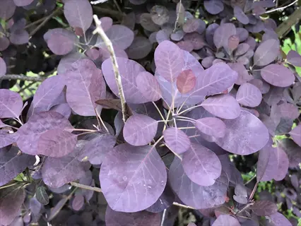 royal purple smoke tree showcasing vibrant purple foliage