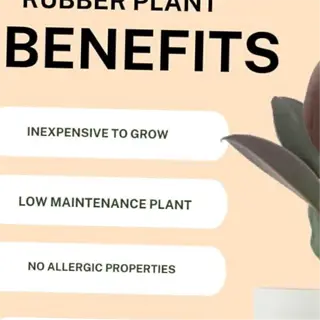 rubber plant benefits with a list of advantages