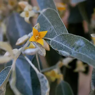 russian olive (elaeagnus angustifolia) branch with silvery leaves and yellow flowers, key features of this invasive species forming monocultures