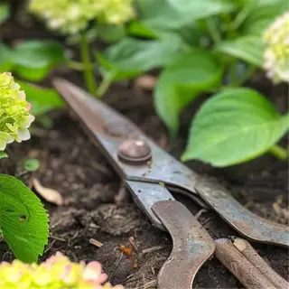 rusty pruning shears rest on the soil among blooming hydrangeas with green leaves