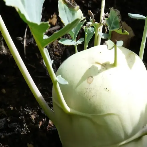rutabaga garden harvest, freshly grown root vegetable with green leaves