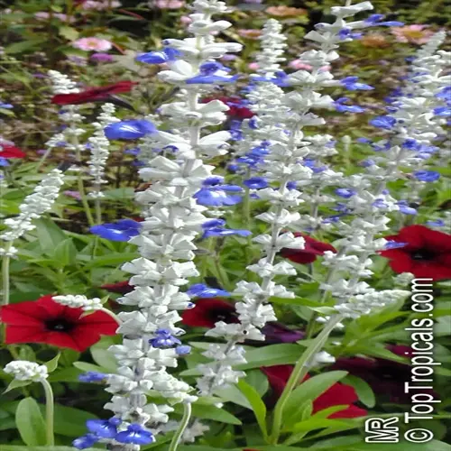 sage plant garden featuring blue and white flowering spikes surrounded by vibrant red blooms in lush greenery