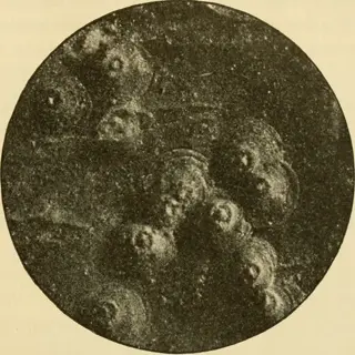 san jose scale (armored) insects: multiple circular scale insects with dark centers clustered on a surface, vintage circular photograph style