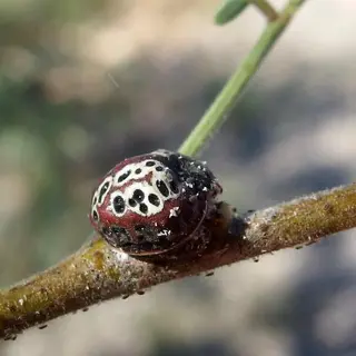 scale insect: close-up of an oystershell scale (armored) insect on a branch, featuring a distinctive pattern of white and dark spots on its shell