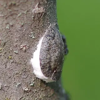 scale insect cottony maple: close-up of a dark-shelled insect with a prominent white cottony wax mass on a tree branch, green foliage background