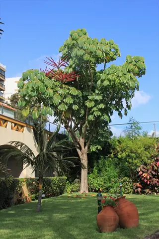 schefflera actinophylla tree with large compound leaves and bright red inflorescences in a sunny garden setting
