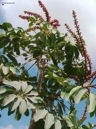 schefflera amate plant showcasing glossy palmate leaves and clusters of pinkish berries against a partly cloudy sky