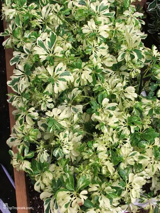 schefflera dazzle variegated plant showcasing vibrant green and white foliage