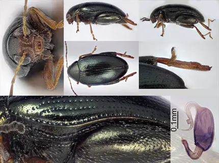 scientific collage of flea beetles (cabbage pests) showing multiple views and 0.1mm scale bar