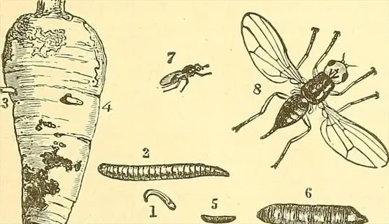 scientific illustration showing cutworms (caterpillar labeled 2) affecting a plant base (root with damage 3,4), with insect life stages (1,5-8)