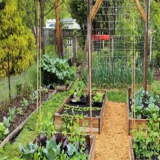 seasonal lasagna garden setup with raised beds and mulch