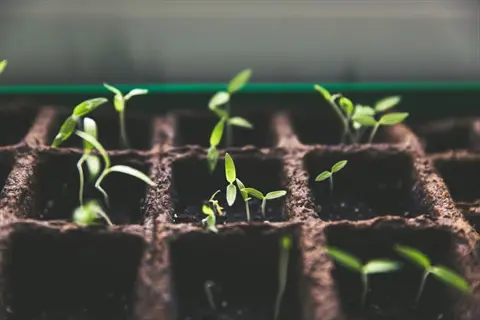 seed starting trays filled with dark soil and young green seedlings sprouting, arranged in a grid pattern under bright indoor lighting