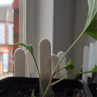 seedling with leggy growth in a small pot
