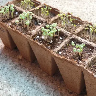 seedlings growing in a biodegradable seed tray