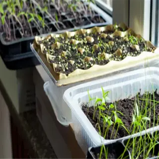 seedlings growing in trays on a windowsill, demonstrating a seed starting window
