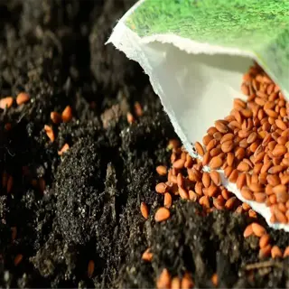 seeds spilling from a packet onto soil