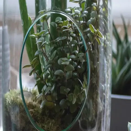 self-watering glass terrarium with lush plants and a small potted succulent