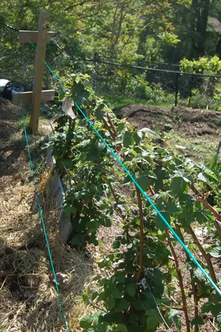 semi erect blackberry plants trained on a trellis system with support wires in an outdoor garden, surrounded by straw mulch, trees, and a chain-link fence in the background