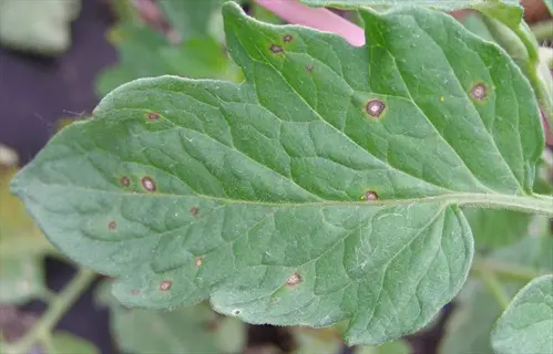 septoria tomato leaves: green leaf showing characteristic dark brown circular spots (lesions) with yellow halos - typical septoria leaf spot symptoms