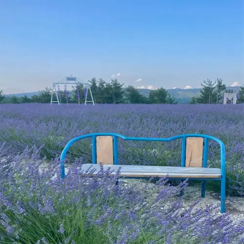 serene lavender garden rows with a blue bench