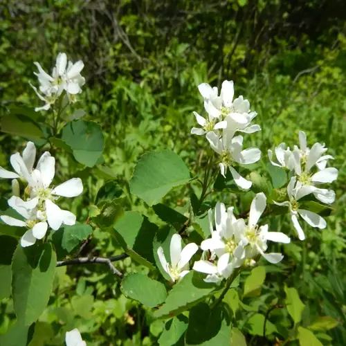 serviceberry tree blooming with white flowers and green leaves in a natural setting