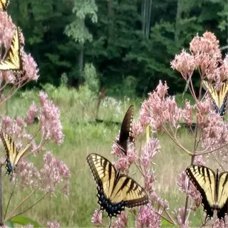 several butterflies on pink joe pye weed flowers - joe pye weed butterflies