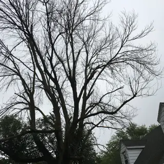 severe canopy dieback in deciduous tree, classic emerald ash borer damage pattern with top-down mortality