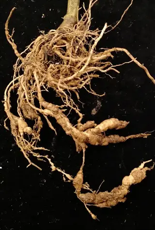 severely swollen tomato roots with characteristic galls (knots) caused by root knot nematodes