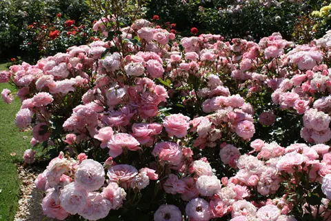 sexy rexy roses: abundant pink blooms in a sunlit garden landscape