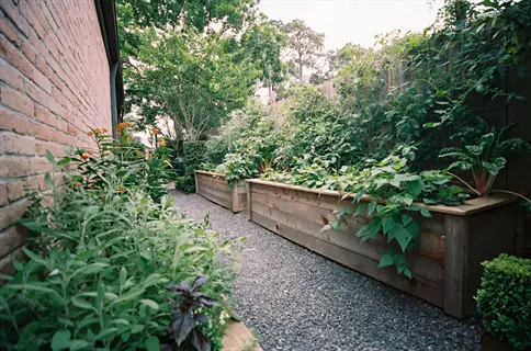 shade garden herbs in wooden raised beds along a gravel path beside a brick building, featuring lush greenery and partial shade from surrounding trees