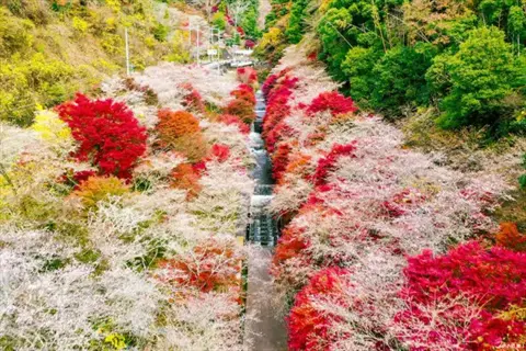 shikizakura autumn cherry trees with vibrant red and green foliage along a cascading stream in a mountainous valley