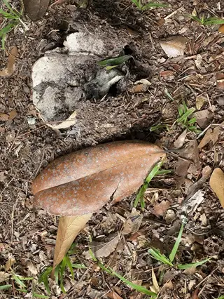 shredded leaf mulch garden with decaying organic matter, featuring a large brown leaf and patchy grass