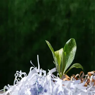 shredded paper used as garden mulch with a plant sprouting