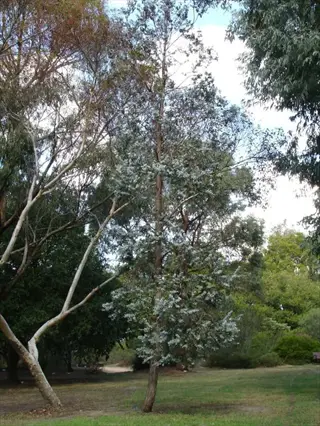 silver dollar eucalyptus tree with silvery foliage in a grassy park