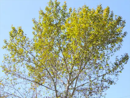 silver maple tree crown with green and yellow foliage against clear blue sky
