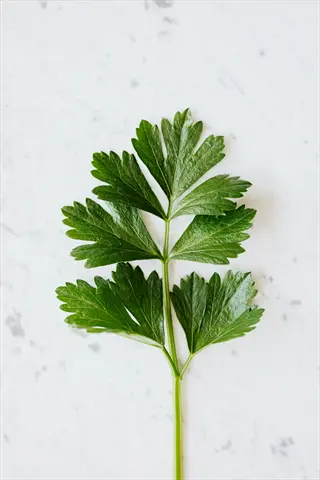 single stem of plain leaved parsley with flat, broad tri-pinnate green leaves isolated on a light marble surface