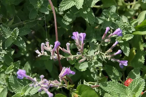 six hills giant catmint plant with purple flowers and gray-green foliage growing in a garden