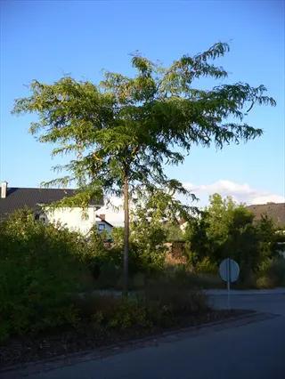 skyline honey locust tree beside a quiet suburban road under a clear blue sky