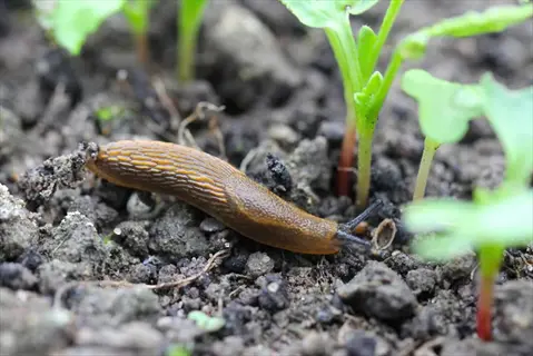 slugs garden herbs: brown slug crawling on soil between young green herb seedlings in a garden - key pest for slug prevention in herb gardens