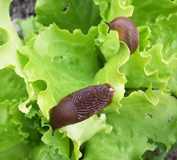 slugs kale plants: two brown slugs with textured skin crawling on broad, wavy-leafed plants (similar to kale varieties) showing feeding damage on tender foliage