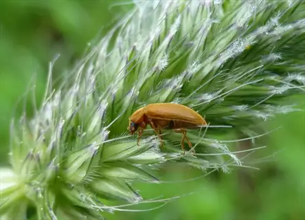 small brown beetle on grassy plant - representative of raspberry pests requiring integrated pest management (integrated prevention plan)