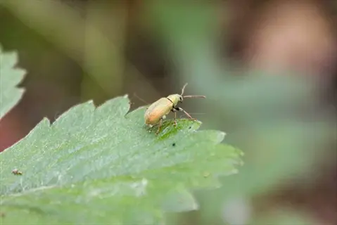 small greenish beetle on a leaf - potential raspberry fruitworm pest requiring monitoring (raspberry fruitworms)