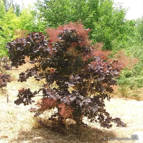 smoke tree (cotinus) displaying vibrant purple plumes in a sunny garden environment